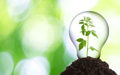 Learn How the University of Hawai’i is Going Green